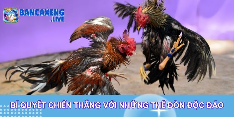 Bí quyết chiến thắng với những thế đòn độc đáo