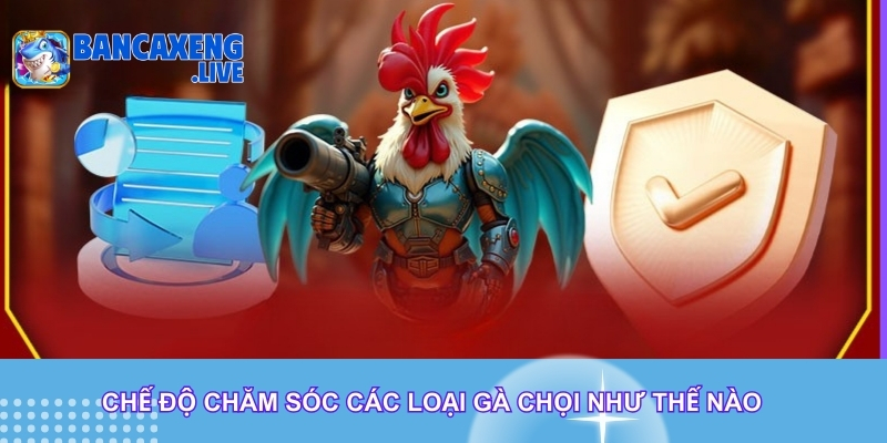 Chế độ chăm sóc các loại gà chọi như thế nào