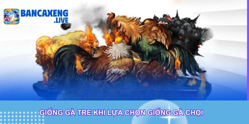 Giống gà tre khi lựa chọn giống gà chọi