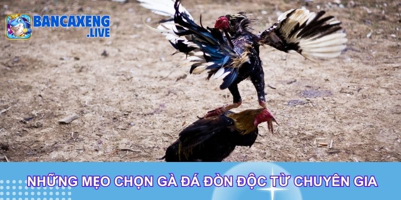 Những mẹo chọn gà đá đòn độc từ chuyên gia