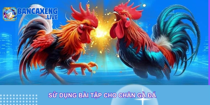 Sử dụng bài tập cho chân gà đá