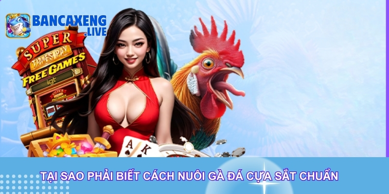 Tại sao phải biết cách nuôi gà đá cựa sắt chuẩn
