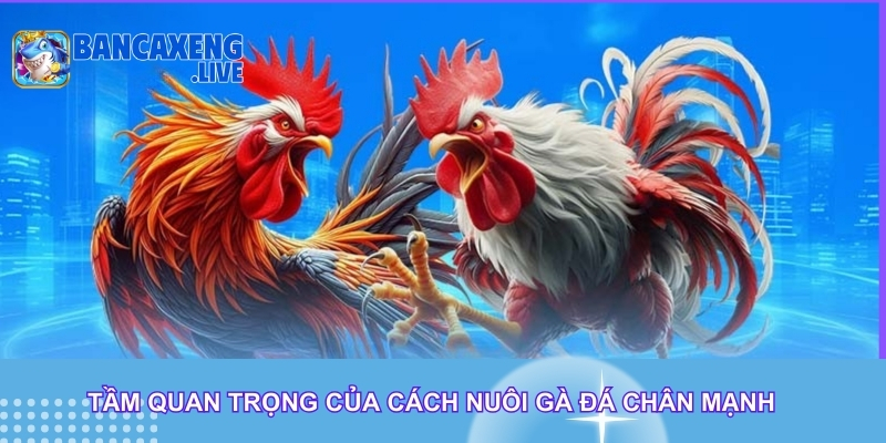 Tầm quan trọng của những cách nuôi gà đá chân mạnh